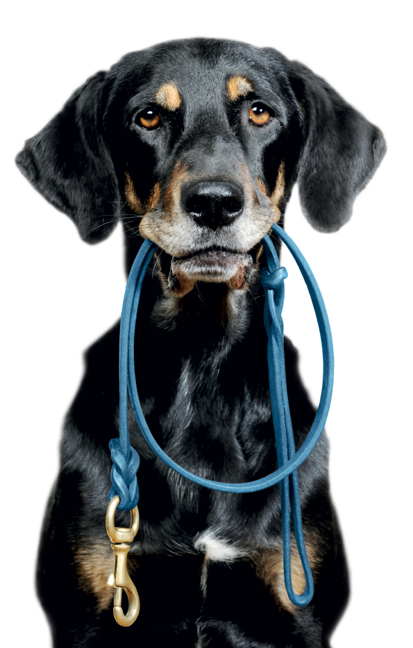Black Dog